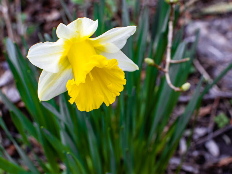 Closeup Shot Beautiful White Petaled Narcissus Flower Blurred Background