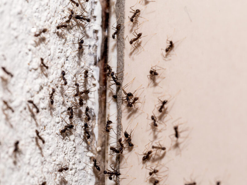 Bugs Wall Coming Out Through Crack Wall Sweet Ant Infestation Indoors