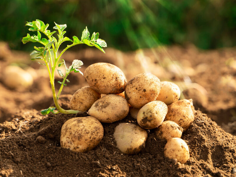 Fresh Organic Potato Plant Field