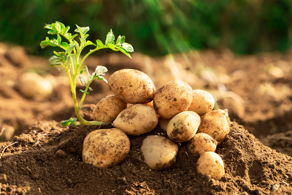Fresh Organic Potato Plant Field