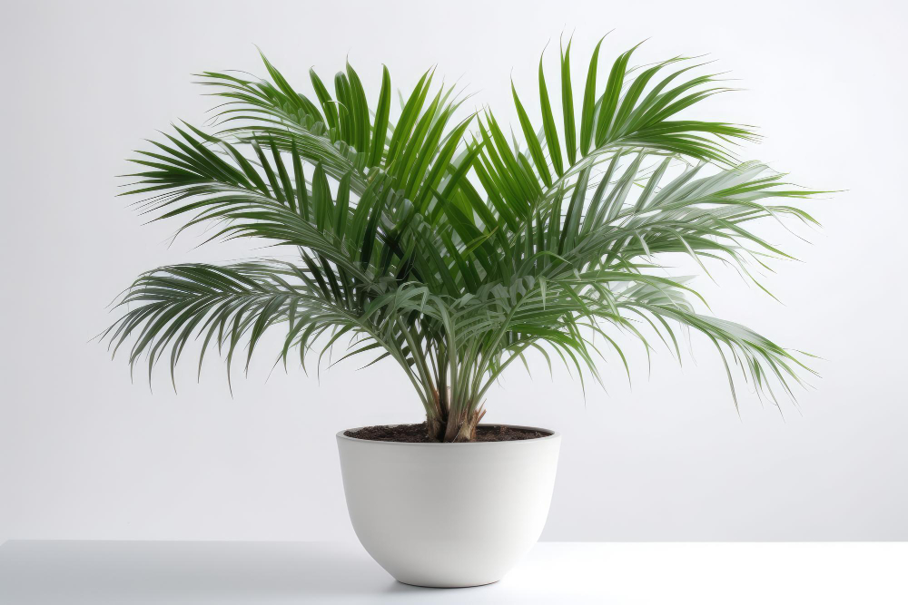 majesty-palm-ravenea-rivularis-white-pot-white-background-generative-ai