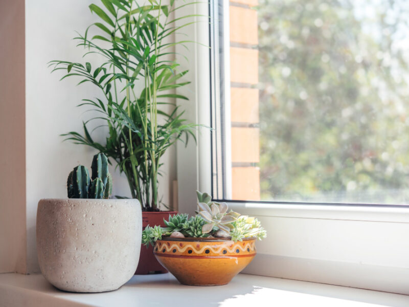 Windowsill With Potted Cactuses Succulents Leafy Plants