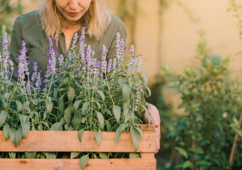 Gardener Holding Wooden Crate With Lavender Pot Plants