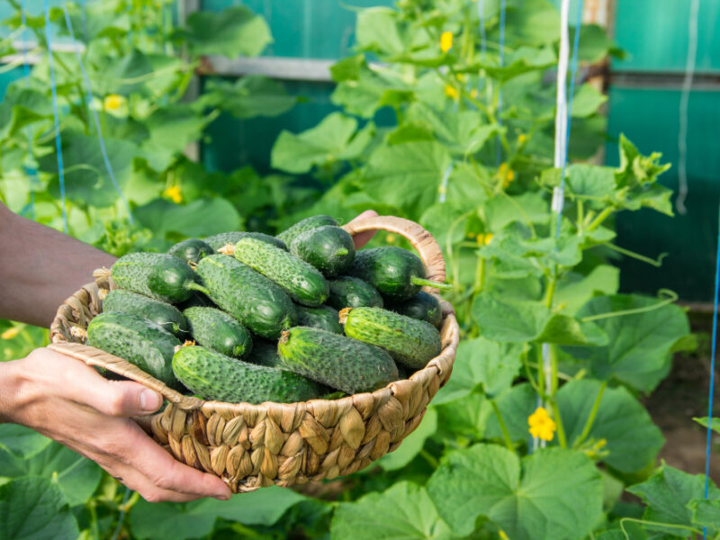 Homemade Cucumber Cultivation Harvest Hands Men