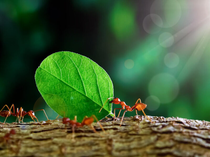 Ants Carry Leaves Back Build Their Nests Carrying Leaves Close Up Sunlight Background