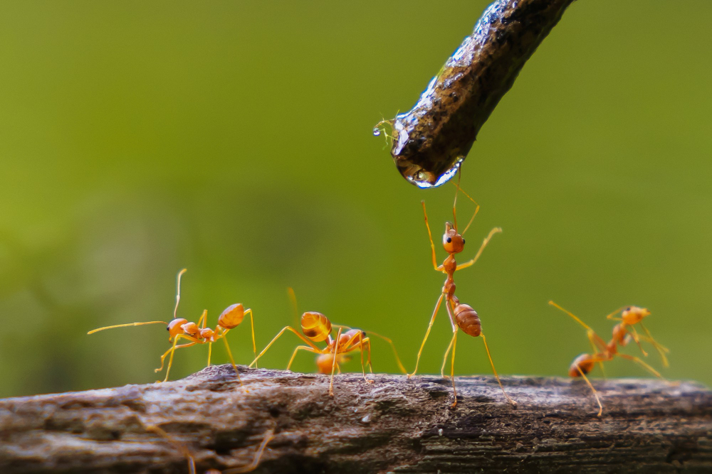 Red Ant Drinking Water Drop Branch Nature