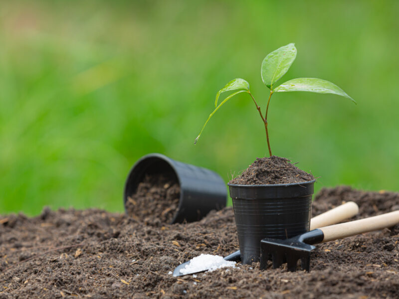 Close Up Picture Sapling Plant Is Growing