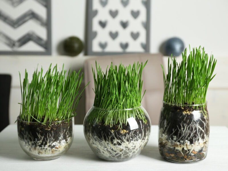 Transparent Pots With Fresh Green Grass Table