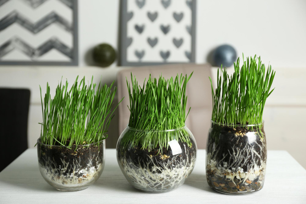 Transparent Pots With Fresh Green Grass Table