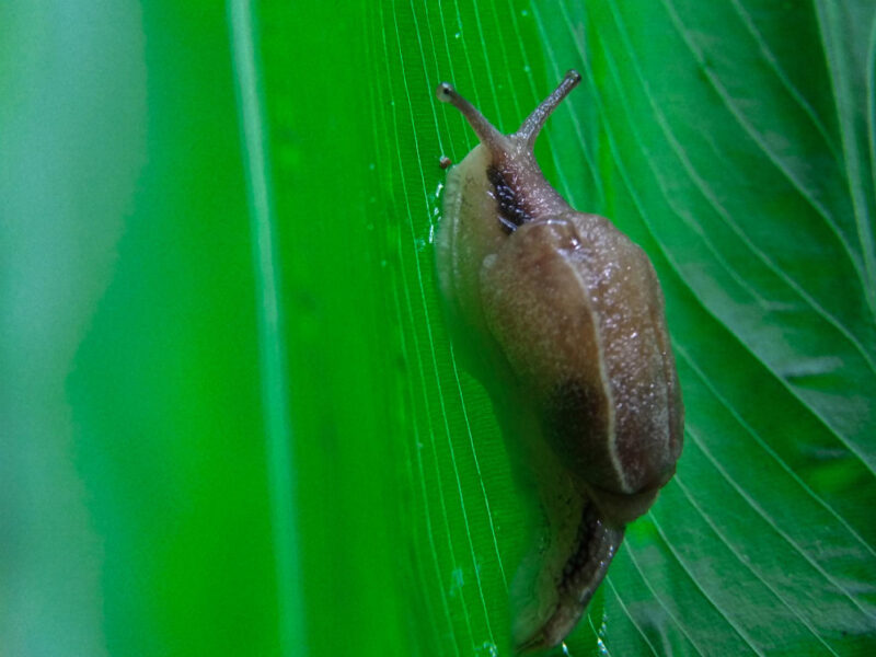 Small Snail Land Snail Walking Green Leaf