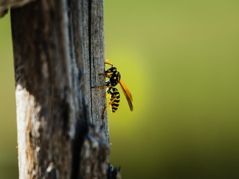 Closeup Shot Wasp Perched Wooden Surface Blurred Background