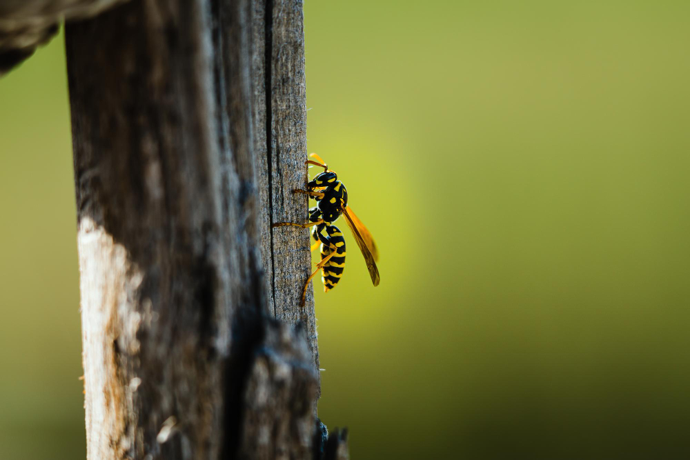 Closeup Shot Wasp Perched Wooden Surface Blurred Background