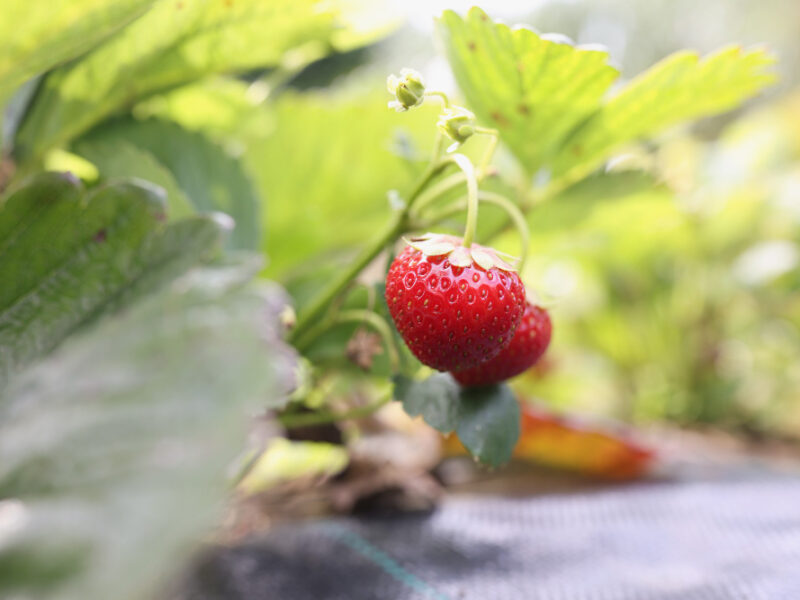 Ripe Red Juicy Strawberries Bush Growing Caring Strawberries Concept
