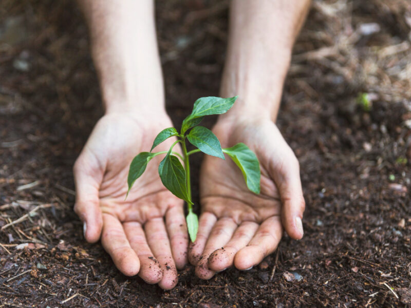 Hands Protecting Plant