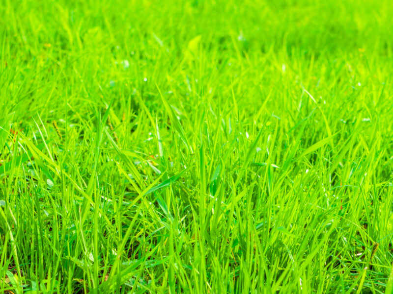 Fresh Spring Green Grass