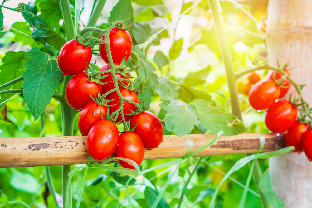 Fresh Ripe Red Tomatoes Plant Growth Organic Greenhouse Garden Ready Harvest