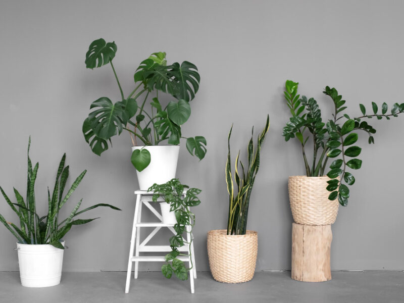Stylish Space Is Filled With Many Modern Green Plants With Various Pots Modern Home Garden Composition Stylish Minimalistic Urban Jungle Interior
