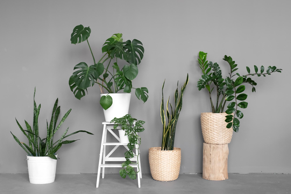 Stylish Space Is Filled With Many Modern Green Plants With Various Pots Modern Home Garden Composition Stylish Minimalistic Urban Jungle Interior