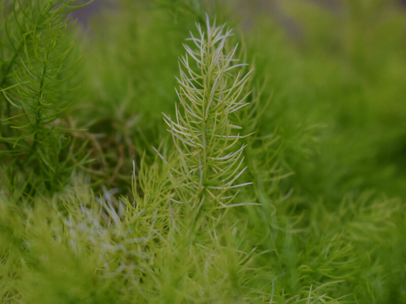 Close Up Plant With Green Plant Background