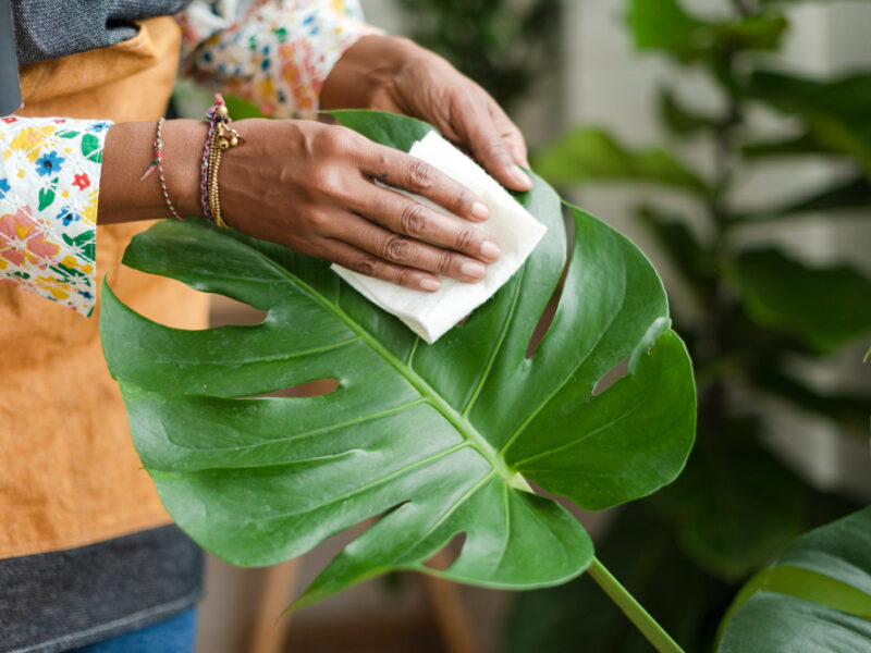 Plant Shop Owner Cleaning Leaf Potted Plant