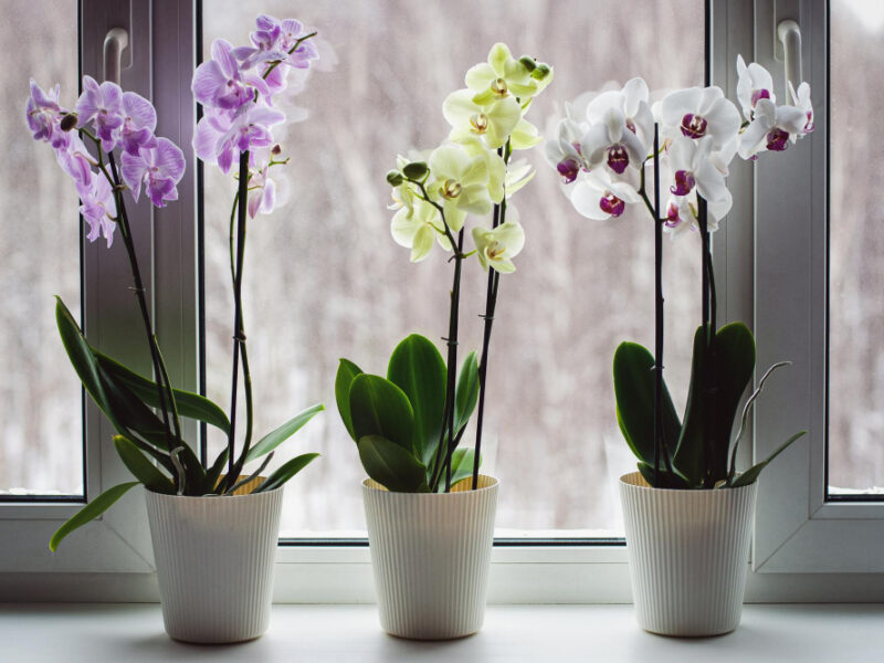 Moth Orchids Windowsill Growing Phalaenopsis Orchids Home Flowering Houseplants Care