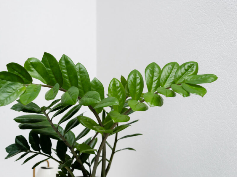 Close Up Plant Leaves