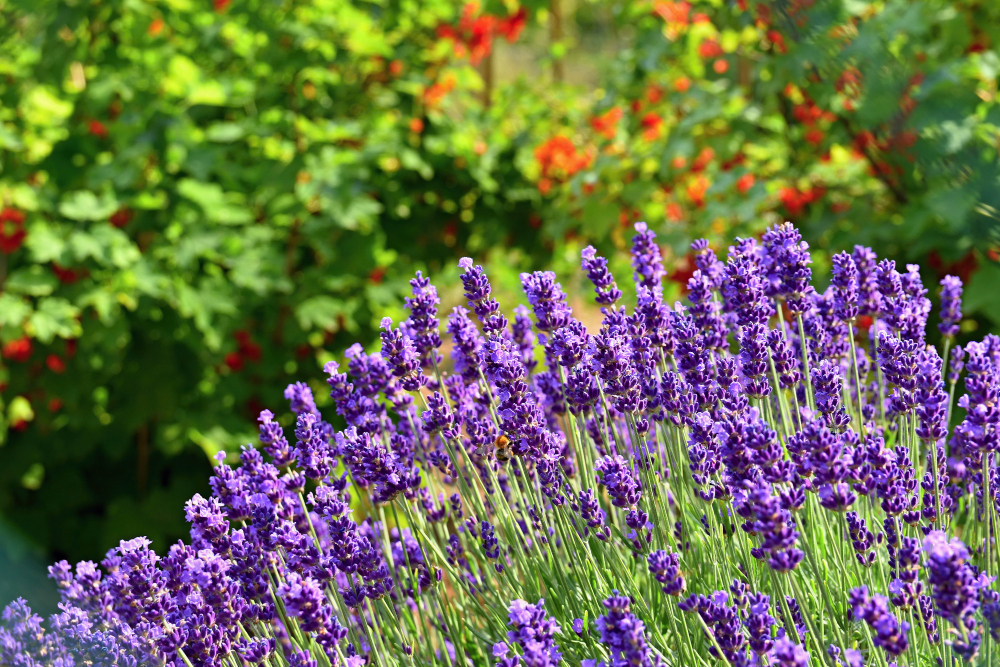 Beautiful Natural Background Garden With Blooming Lavender Flower