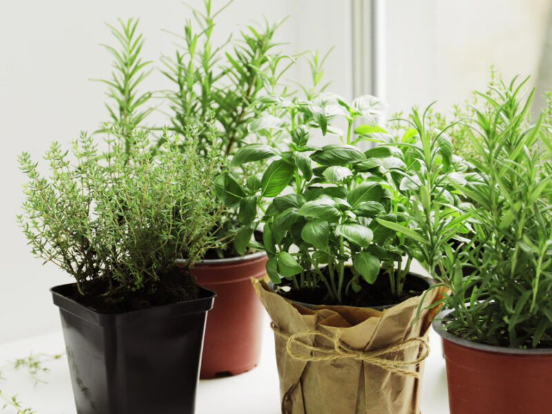 Fresh Herbs Garden Pots Windowsill