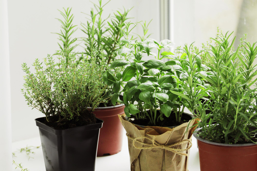 Fresh Herbs Garden Pots Windowsill