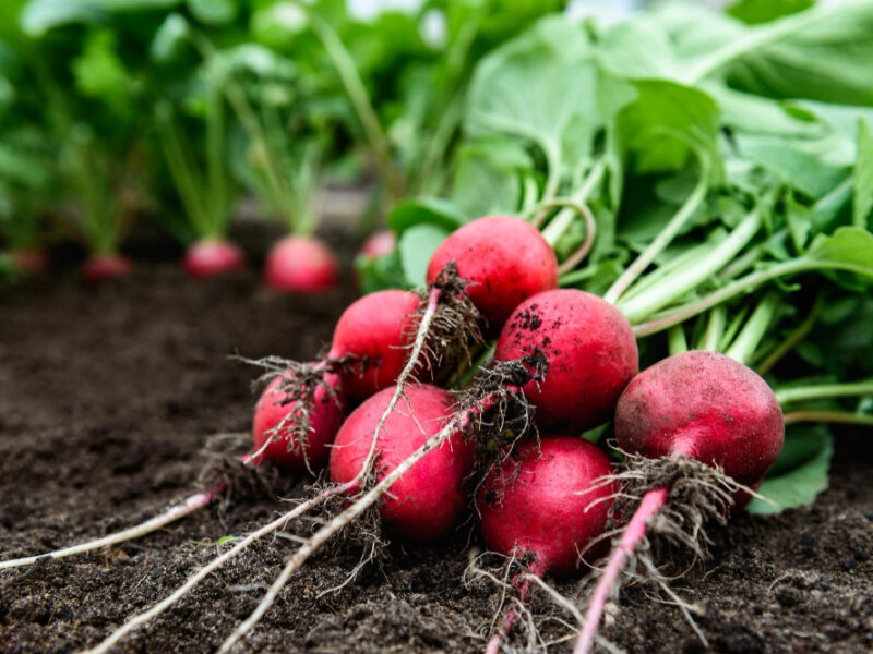fresh-radish-harvest-soil-garden
