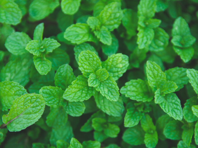 Green Peppermint Leaves Background Flat Lay Nature Background