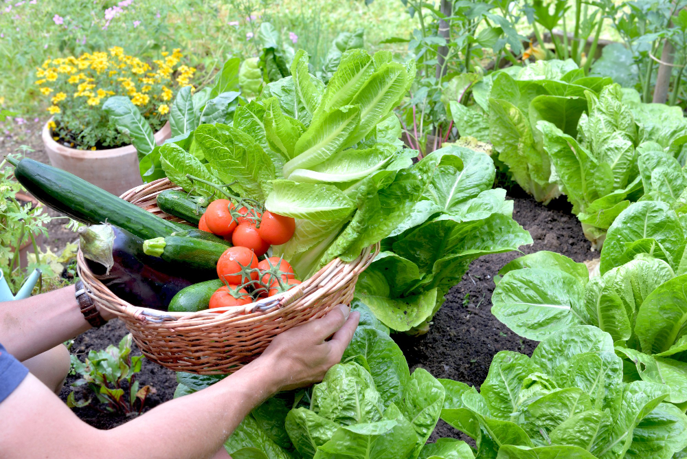 Man Holding Basket Filled With Freshly Picked Seasonal Vegetables Garden