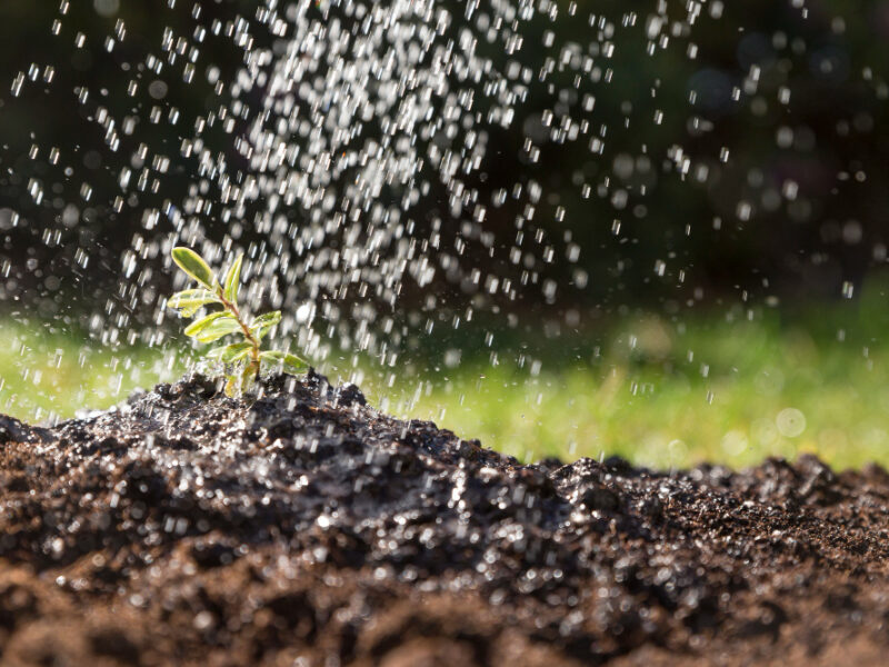 Water Falling Plant