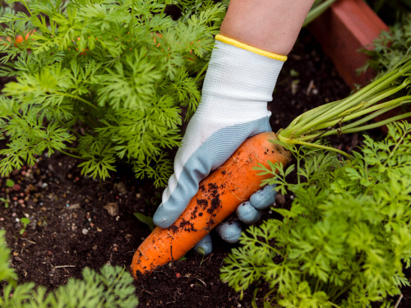 Close Up Man Taking Carrots Out Soil