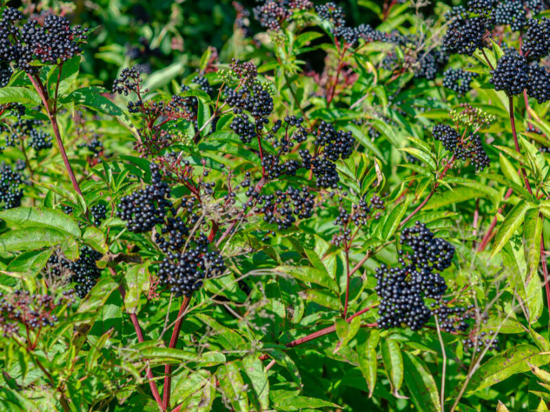 Overgrown With Ripe Black Elderberries Woods Early Autumn Time Wild Nature