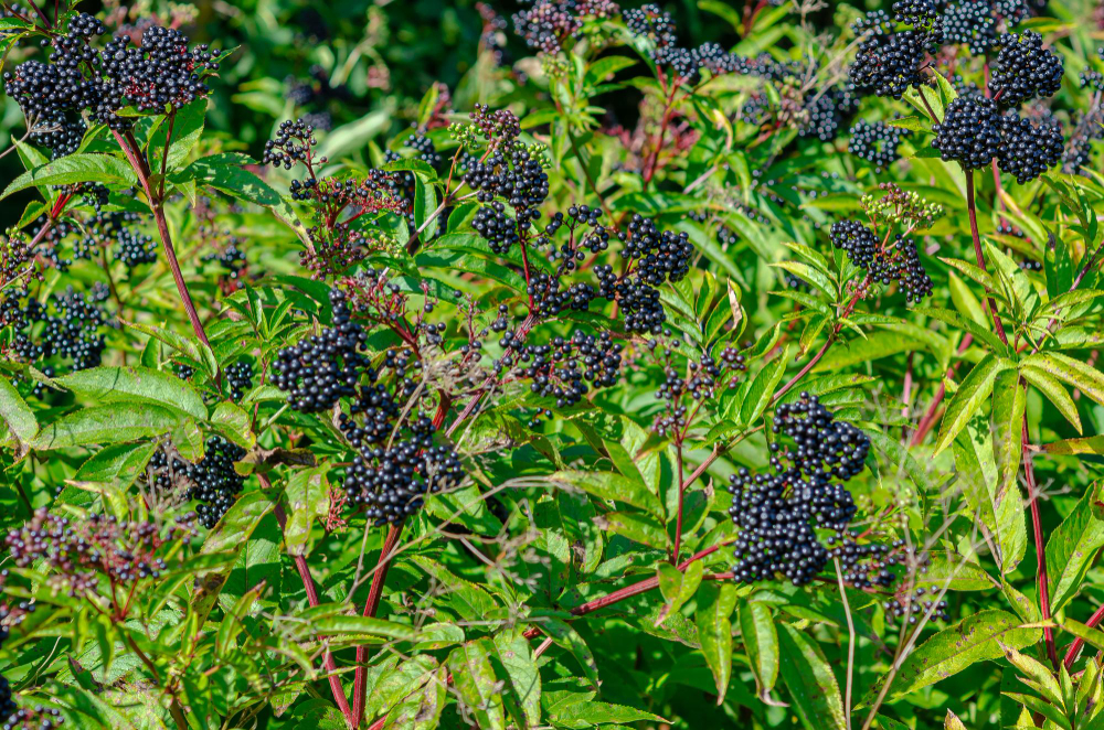 Overgrown With Ripe Black Elderberries Woods Early Autumn Time Wild Nature