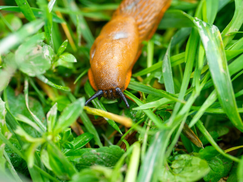 Close Up Orange Colored Slug Arion Lusitanicus Crawling Wet Green Grass Invasive Species Slugs Problem Nature Pest