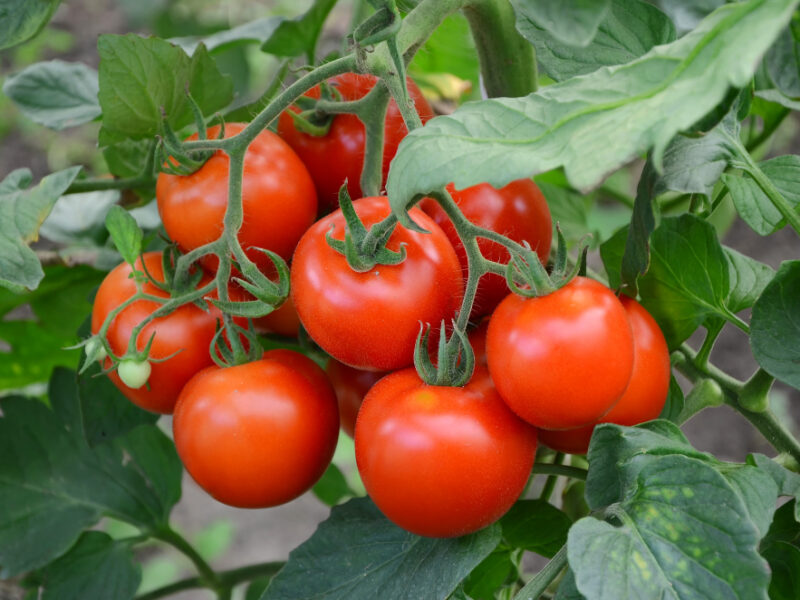 Tomatoes Branch