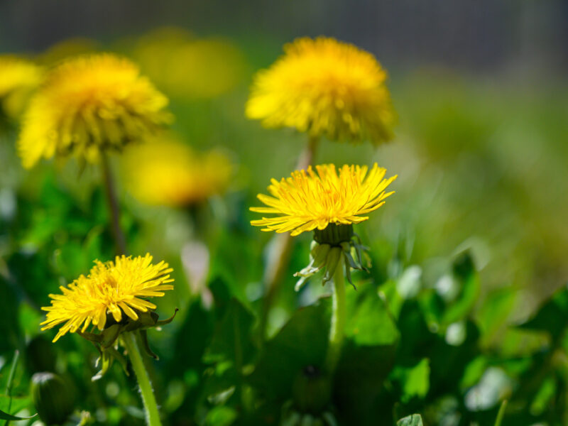 Selective Focus Shot Beautiful Yellow Flowers Grass Covered Field