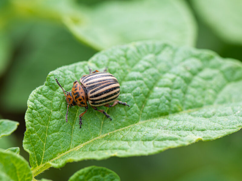 Colorado Beetle Potato Bug Green Potato Plant Leaf