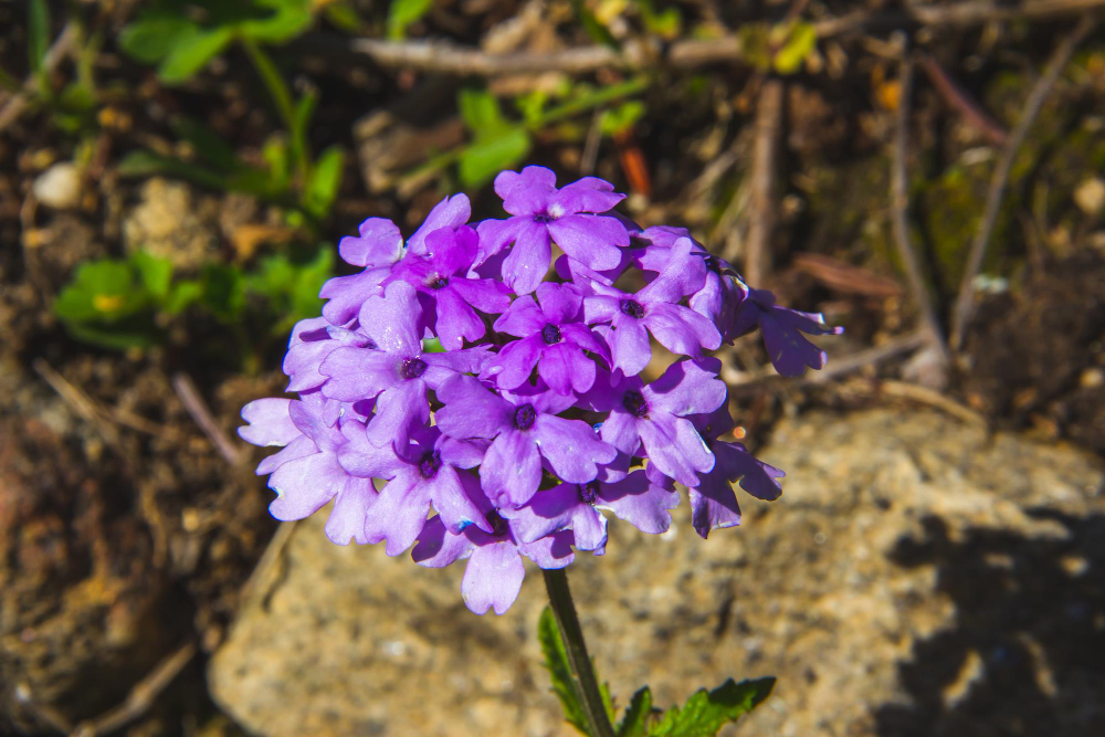 Stiff Verbena Purple Flower Blooming Spring Copy Space Selective Focus