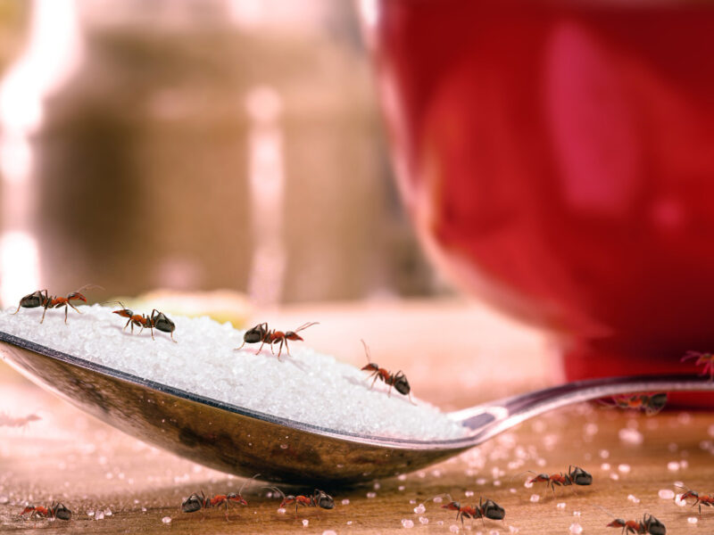 Spoon Sugar With Many Red Ants It Insects Indoors Danger Infestation Pest