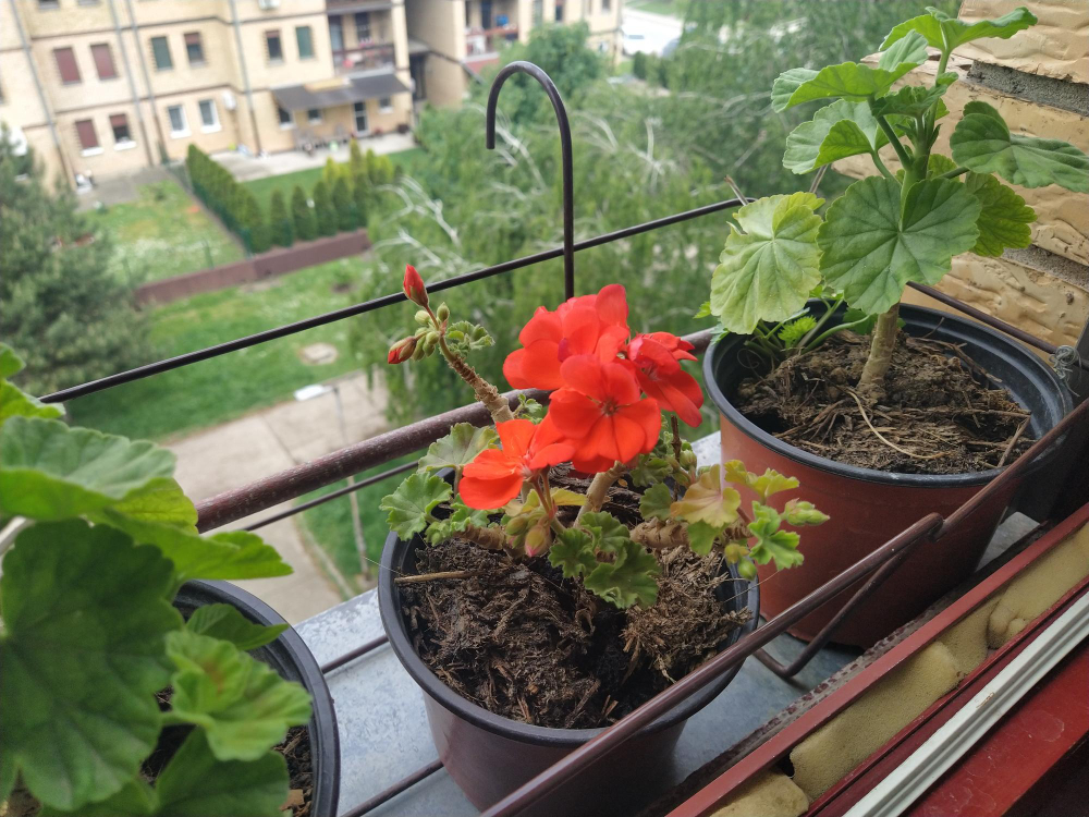 Red Flowers Pots Windowsill Pelargonium Zonal Geranium With Scarlet Flowers