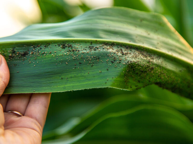 Field Corn Aphids Leaves Parasites Pests Selective Focus