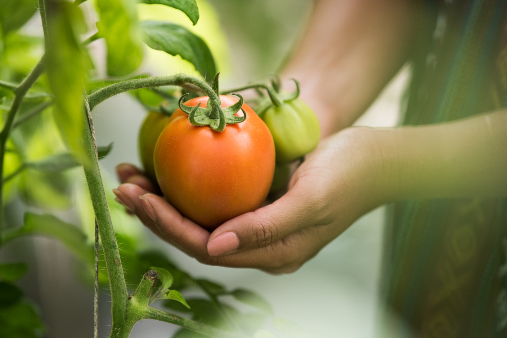 Female Hand Holding Tomato Organic Farm