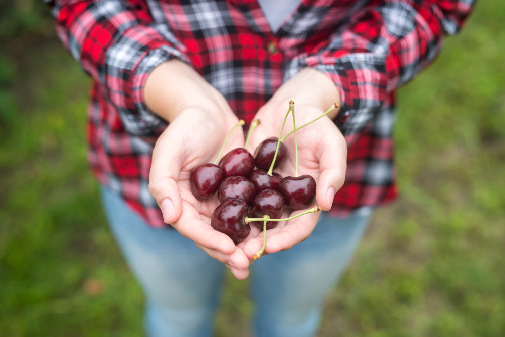 Farmer Holding Cherry Fruit His Hands Orchard