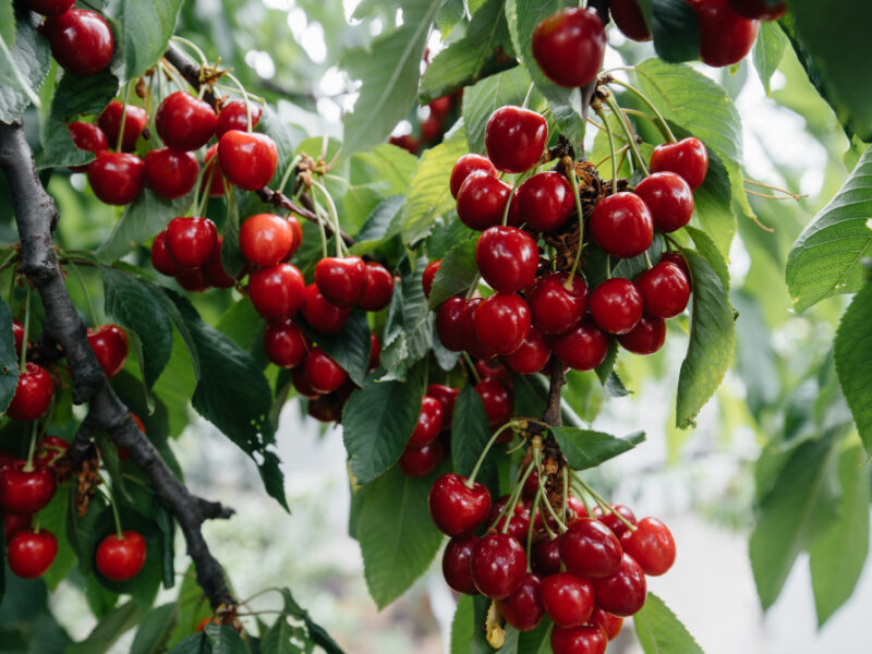 Ripe Bunches Red Cherries Branches Tree