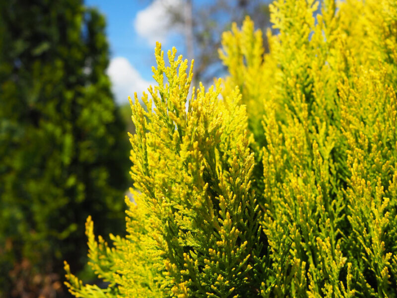 Thuja Branches Green Yellow Needles Thuja Is Genus Gymnosperms Coniferous Plants Cypress Family Cupressaceae Species This Genus Used Horticulture As Ornamental Plant