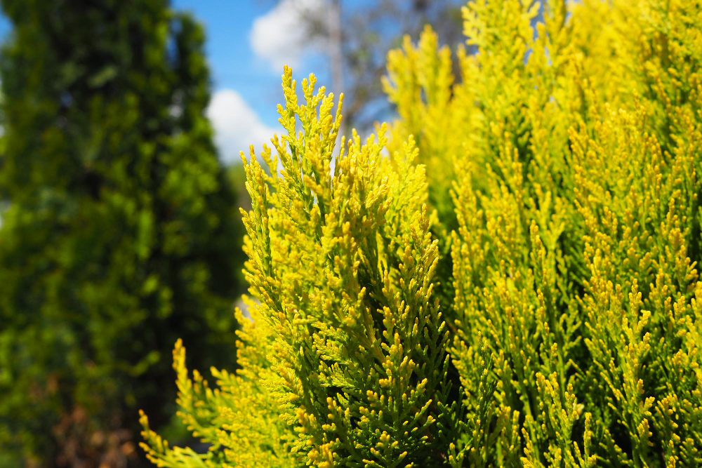 Thuja Branches Green Yellow Needles Thuja Is Genus Gymnosperms Coniferous Plants Cypress Family Cupressaceae Species This Genus Used Horticulture As Ornamental Plant