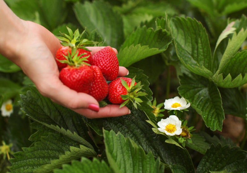 Strawberries Flowers Leaves Field With Blurred Woman Hand Full Freshly Picked Strawberry